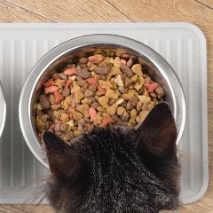 Lee más sobre el artículo Comida para Gatos