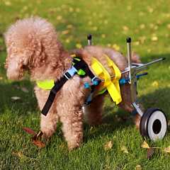 Lee más sobre el artículo Sillas de Ruedas para Perros